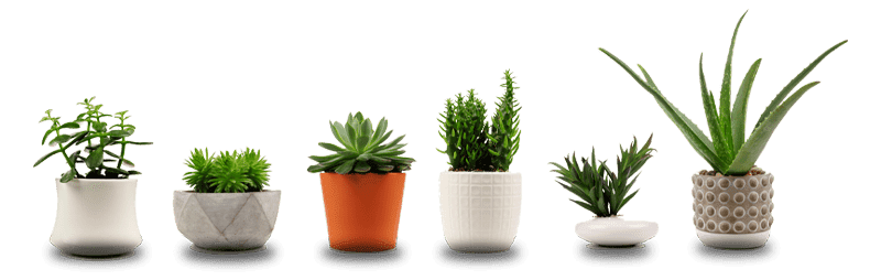 Row of plants