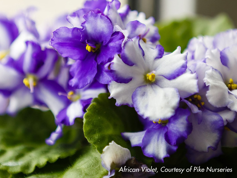 African Violet