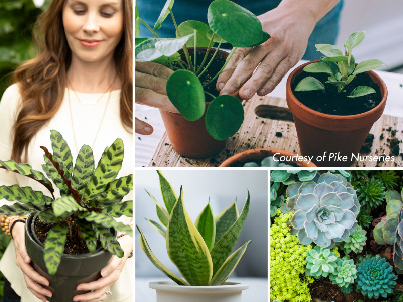 Plant Collage