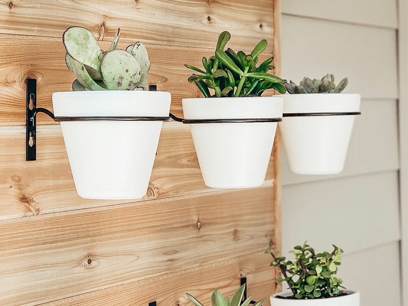 Succulent Wall