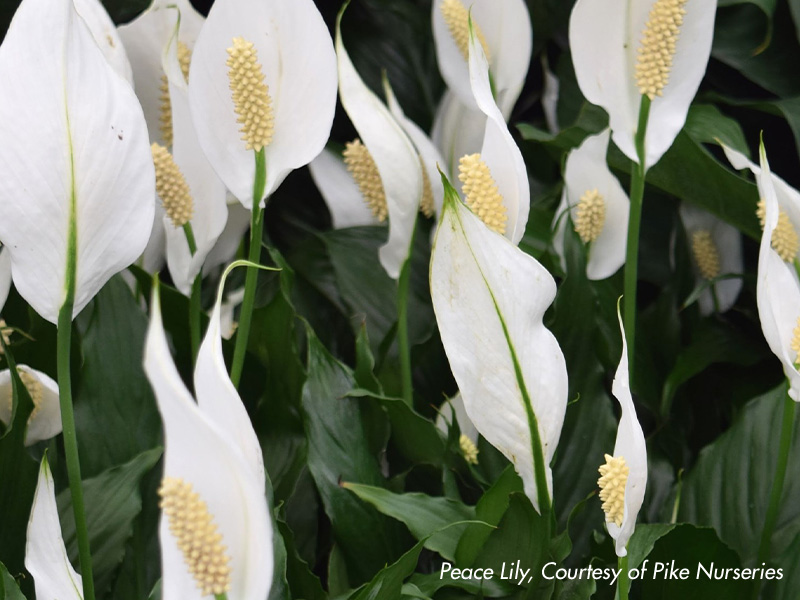 Peace Lily