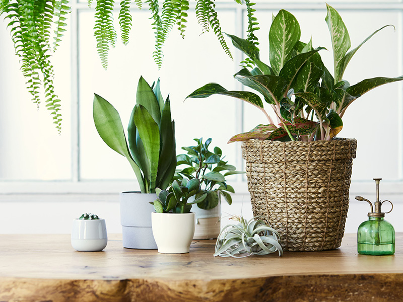 Greenery, multiple types of plants on counters